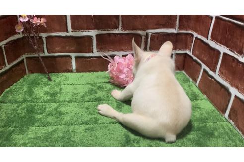 成約済の埼玉県のフレンチブルドッグ-127292の2枚目